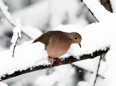 Mourning Dove - Zenaida macroura (in the snowstorm)