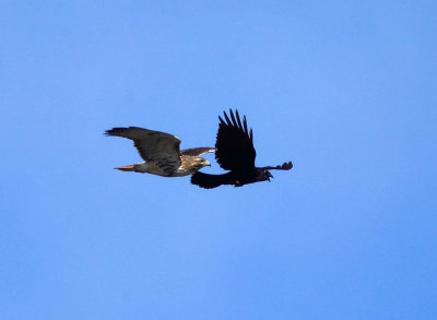 Red-tailed Hawk being mobbed by a crow