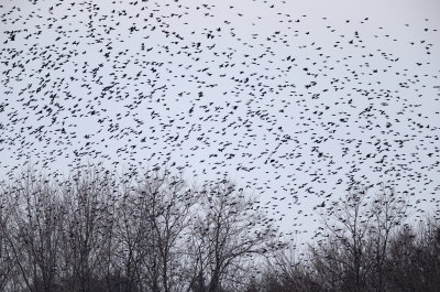 Mixed blackbird flock of thousands of birds