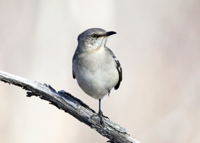 Northern Mockingbird - Mimus polyglottos