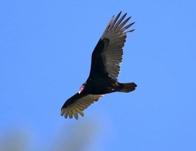 Turkey Vulture - Cathartes aura