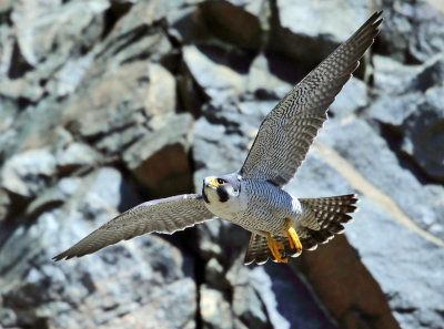 Peregrine Falcon - Falco peregrinus