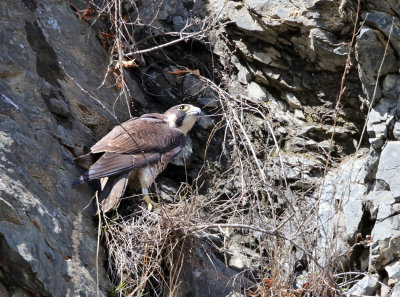 Peregrine Falcon - Falco peregrinus