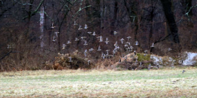 Wilson's Snipe - Gallinago delicata