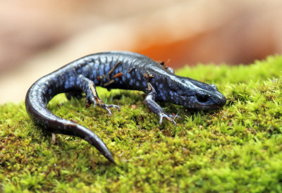 Blue-spotted Salamander - Ambystoma laterale