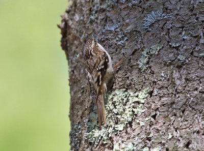 Brown Creeper - Certhia americana