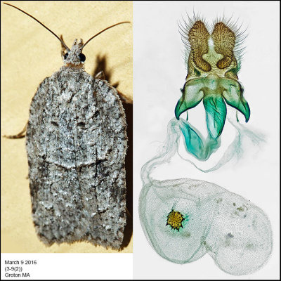 3557 - Acleris maximana (female)