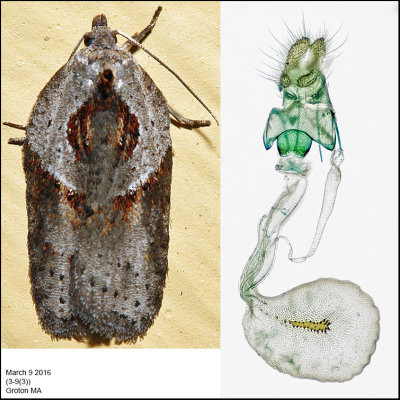 3543 - Stained-back Leafroller - Acleris maculidorsana (female)