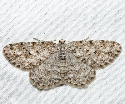 6597 - Small Engrailed - Ectropis crepuscularia