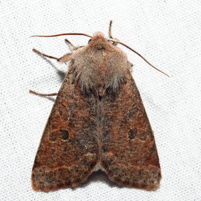 10495 - Speckled Green Fruitworm Moth - Orthosia hibisci