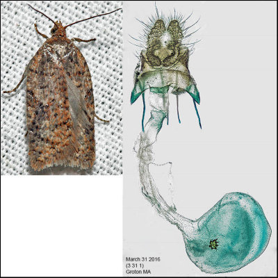 3518 - Acleris braunana (female)