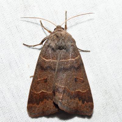 8591 - Common Oak Moth - Phoberia atomaris