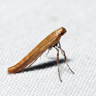 0609 – Cherry Leaf-cone Caterpillar Moth – Caloptilia invariabilis *