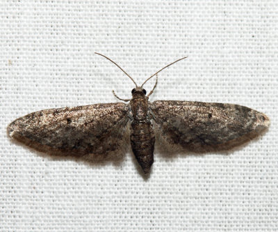 Eupithecia sp. (3318)