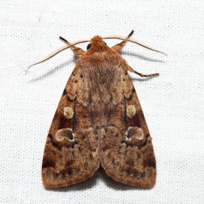 10487 - Ruby Quaker - Orthosia rubescens