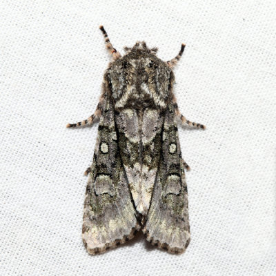 10019 - Figure-eight Sallow - Psaphida resumens