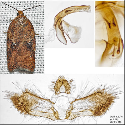 3521.1 - Acleris stadiana (male)