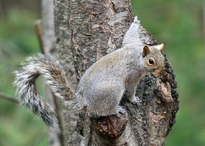 Eastern Gray Squirrel - Sciurus carolinensis
