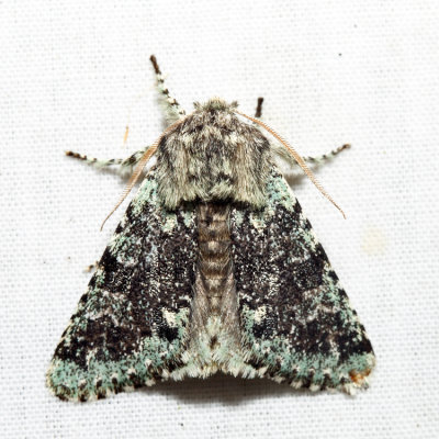 10007 - Major Sallow - Feralia major