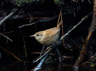 Winter Wren - Troglodytes hiemalis