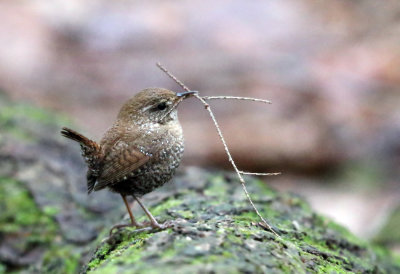 Winter Wren - Troglodytes hiemalis