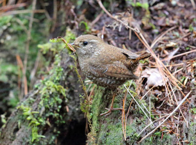 Winter Wren - Troglodytes hiemalis