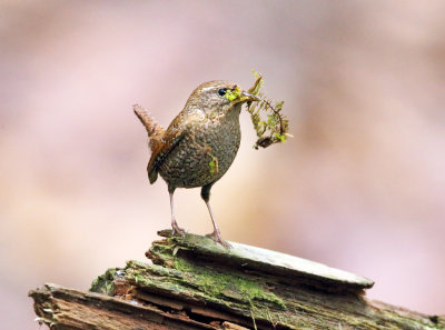 Winter Wren - Troglodytes hiemalis