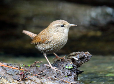 Winter Wren - Troglodytes hiemalis