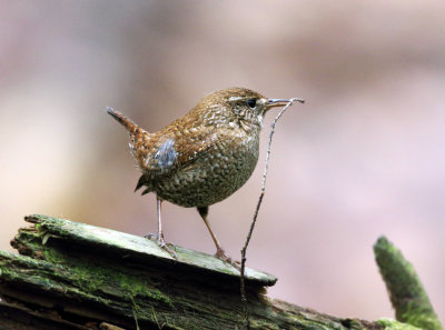 Winter Wren - Troglodytes hiemalis