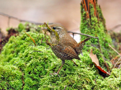 Winter Wren - Troglodytes hiemalis