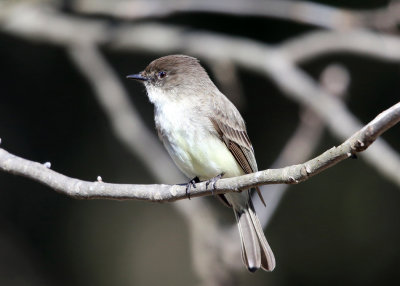 Eastern Phoebe - Sayornis phoebe