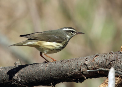 Louisiana Waterthrush - Parkesia motacilla