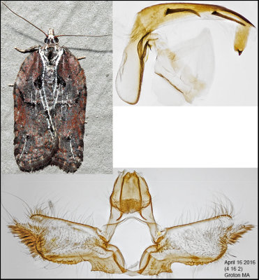 3542 - Masked Leafroller - Acleris flavivittana (male)