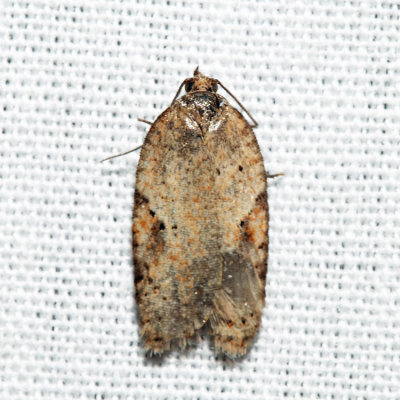 3516 - Acleris comandrana *