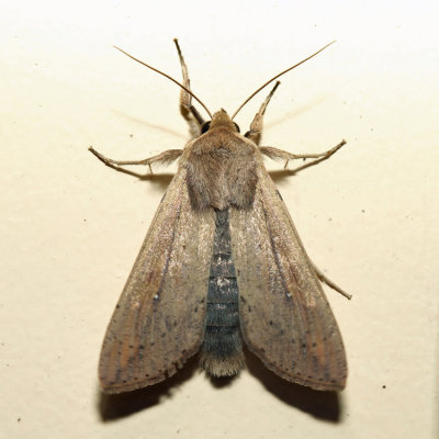 10438 - Armyworm Moth - Mythimna unipuncta