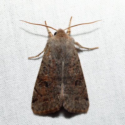 10495 - Speckled Green Fruitworm Moth - Orthosia hibisci