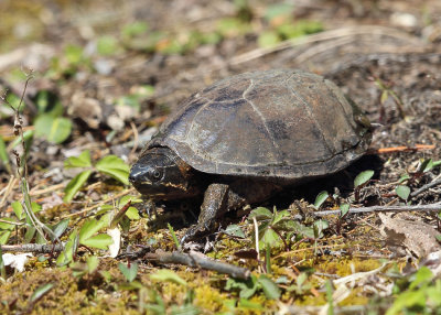 Musk Turtle (Stinkpot) - Sternotherus odoratus