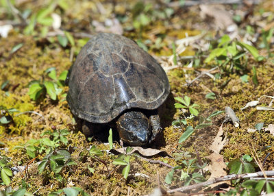 Musk Turtle (Stinkpot) - Sternotherus odoratus