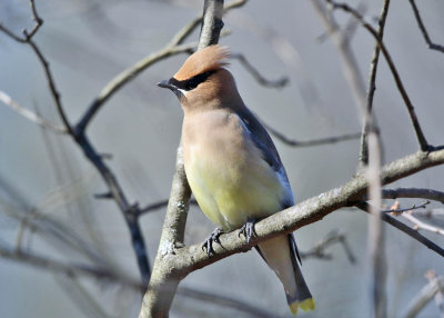 Cedar Waxwing - Bombycilla cedrorum