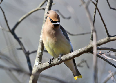 Cedar Waxwing - Bombycilla cedrorum