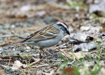 Chipping Sparrow - Spizella passerina