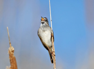 Swamp Sparrow - Melospiza georgiana