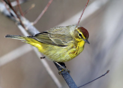 Palm Warbler - Setophaga palmarum