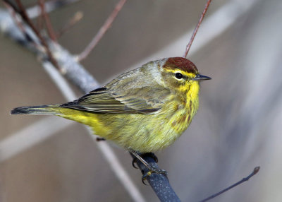 Palm Warbler - Setophaga palmarum