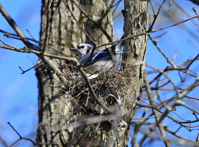 Blue Jay - Cyanocitta cristata (on nest)