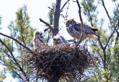 Great-horned Owls (on nest) - Bubo virginianus