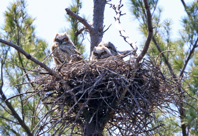 Great-horned Owls (on nest) - Bubo virginianus