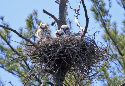 Great-horned Owls (on nest) - Bubo virginianus
