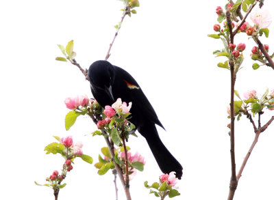 Red-winged Blackbird - Agelaius phoeniceus (feeding on caterpillars in apple blossoms)