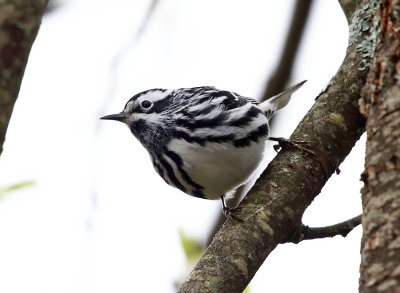 Black-and-white Warbler - Mniotilta varia